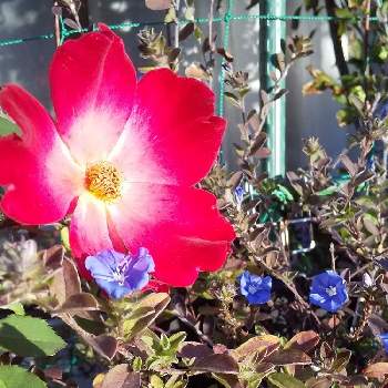 さわやかな朝の画像 by harumamaさん | 小さな庭とさわやかな朝と狭い庭とばーばのガーデニングと花のある暮らしといやし♪