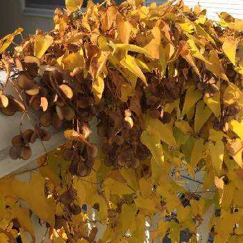 自然薯の投稿画像一覧 Greensnap グリーンスナップ