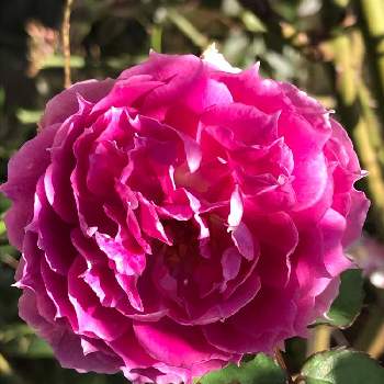 バラの小道の画像 by pipiさん | 玄関とシェエラザードとバラの小道とピンクの薔薇と今日のお花と香りの良いバラと我家の花達と花のある暮らし