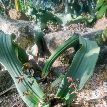 トップ100植物 奇想 天外 最高の花の画像