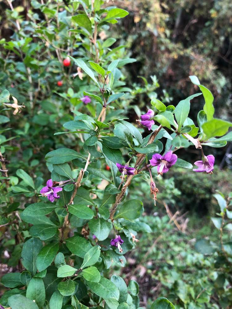 クコの投稿画像 By ベルガモットさん 花のある暮らしと相談と実のなる木 19月11月21日 Greensnap グリーンスナップ