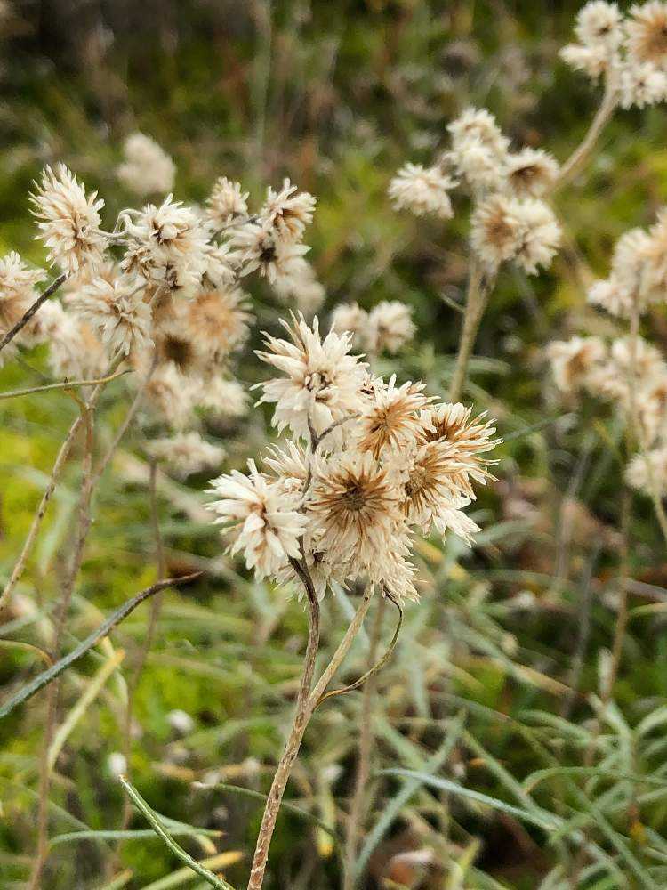 10月23日と11月日に出掛けた岐阜県揖斐郡 徳山ダムと寺 Greensnap グリーンスナップ