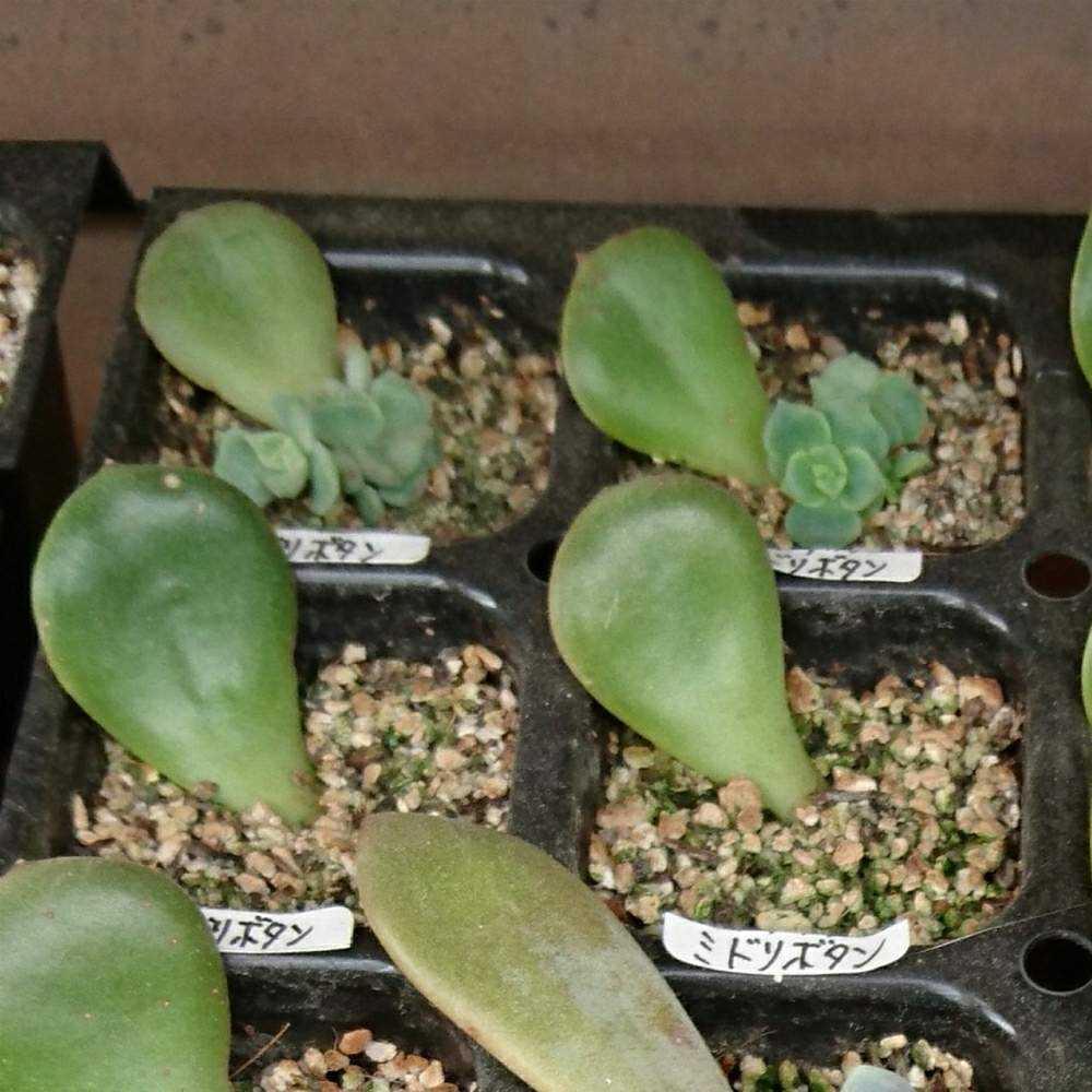 070 みどり牡丹の生長記録 2022.05.19更新｜🍀GreenSnap（グリーン