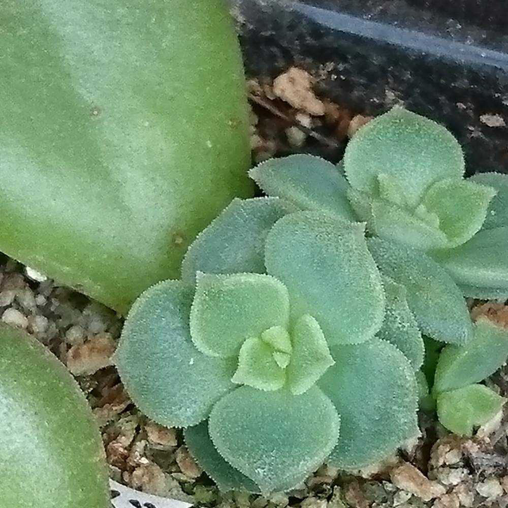 070 みどり牡丹の生長記録 2022.05.19更新｜🍀GreenSnap（グリーン