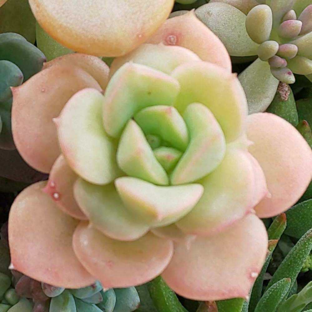 多肉植物　緑ボタン　2カット(カットに付き根っこ有りません) 1574329464804_thum_507796_2019