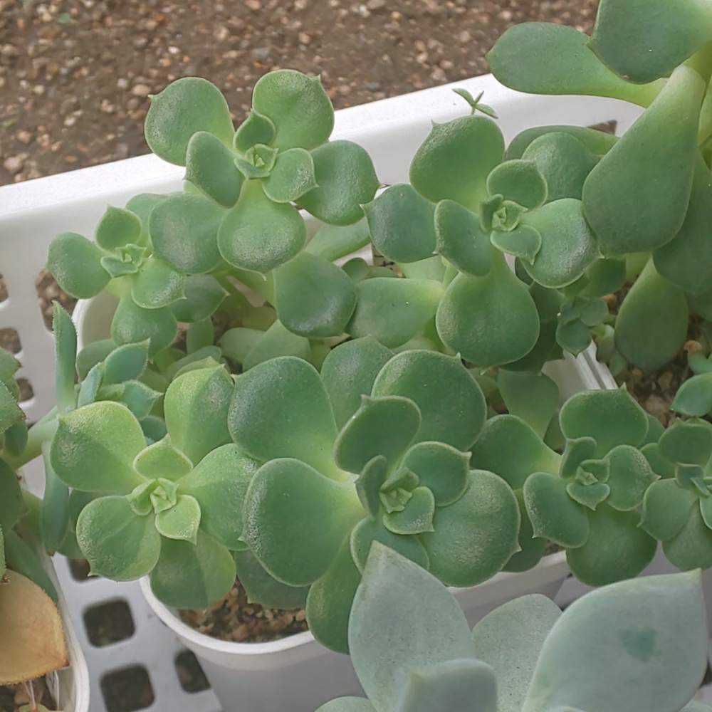 070 みどり牡丹の生長記録 2022.05.19更新｜🍀GreenSnap（グリーン