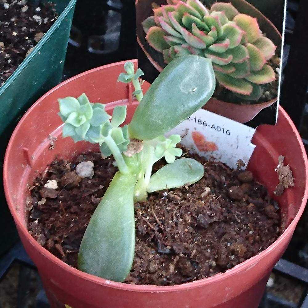 確認用◇15）エケベリア 紅化粧錦 カット苗（発根管理中）7.5cm