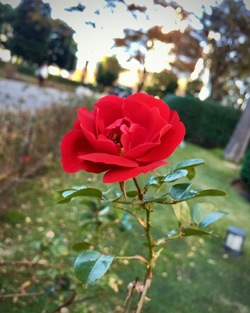 バラの投稿画像 By Fukunekomaruさん 薔薇と玫瑰とばらとマイカイと赤色とばら バラ 薔薇と赤色の花とはっぱと葉っぱとバラ科と赤い花とばら 薔薇 バラとバラ ミニバラと赤いバラとiphone撮影と いいね ありがとうと見てくれてありがとう 19月11月21日