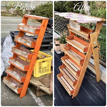 自作多肉棚の投稿画像一覧 Greensnap グリーンスナップ