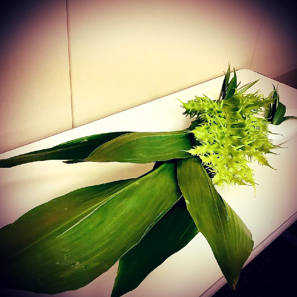 ハランの投稿画像 By Apricot53さん ヒリュウシダの新葉と花器といけばなとフラワーアレンジメントとヒリュウシダと花のある暮らしとテーブルウェアと切り花と生け花 19月11月22日 Greensnap グリーンスナップ