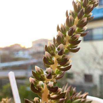 岩蓮華の投稿画像一覧 Greensnap グリーンスナップ