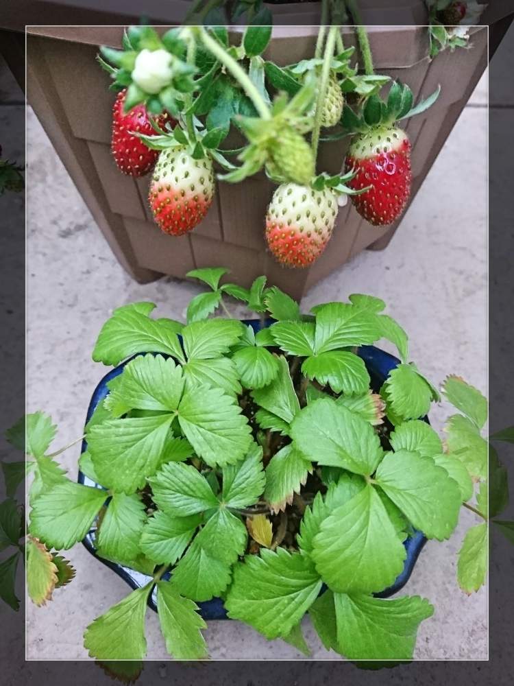 ﾜｲﾙﾄﾞｽﾄﾛﾍﾞﾘｰ赤 の投稿画像 By Taya S Lab さん ﾄﾞﾙﾁｪﾍﾞﾘｰ 19月11月22日 Greensnap グリーンスナップ