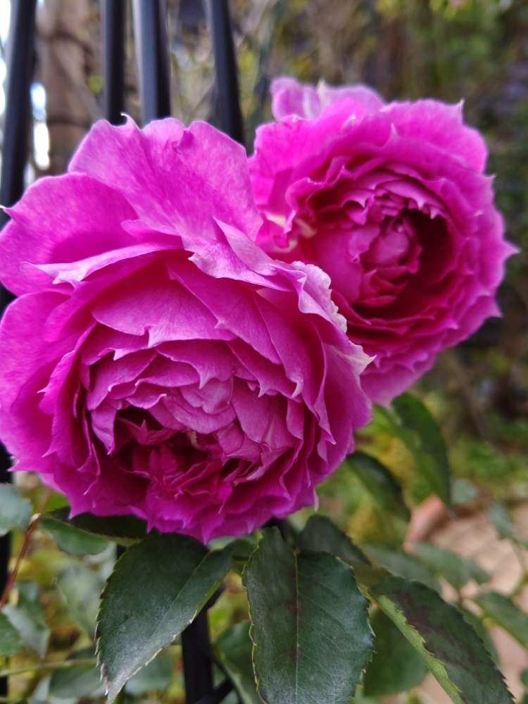 ばら バラ 薔薇の投稿画像 By みこたんガーデンさん シェエラザード と素敵な色合いと薔薇が好き と花のある暮らしとロサオリエンティスと薔薇 と色合いがキレイ 19月11月22日 Greensnap グリーンスナップ