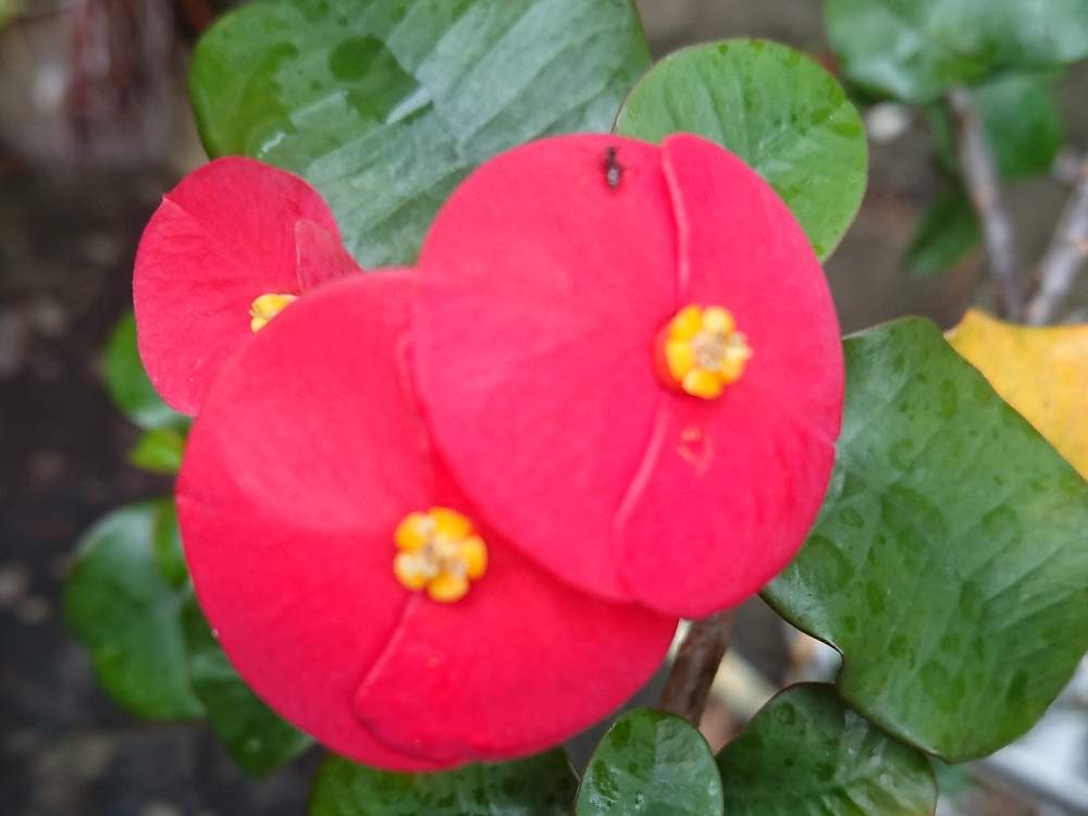 トゲなしハナキリンの投稿画像 By ラベンダーさん 沖縄と真っ赤な花 19月11月22日 Greensnap グリーンスナップ