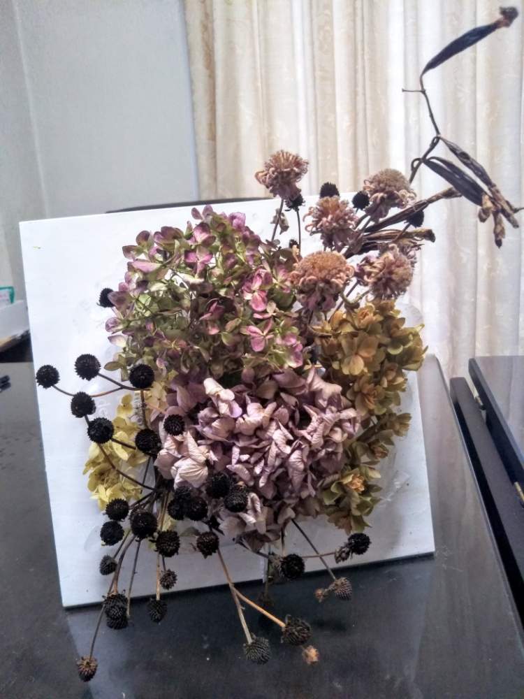 ドライフラワー手作りの投稿画像 By すずさん デザインフレームとルドベキアタカオとモナルダ とシラン種と花のある暮らしとスマホで撮影とアジサイ ドライフラワー 19月11月22日 Greensnap グリーンスナップ