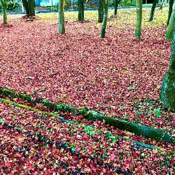 さむい！の画像 by ケーキさん | お出かけ先と紅葉（こうよう）と癒されると鮮やか と落ち葉の絨毯とさむい！と綺麗だなぁといやし♪と癒しのひと時