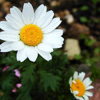 北九州の投稿画像一覧 Greensnap グリーンスナップ