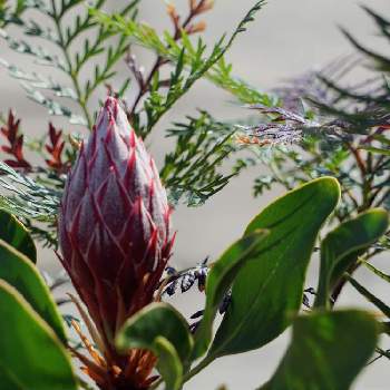 プロテアリトルプリンスの画像 by 80さん | カラーリーフとプロテアリトルプリンスと我が家のお庭の紅葉フォトコンとbotanical lifeと葉っぱアート