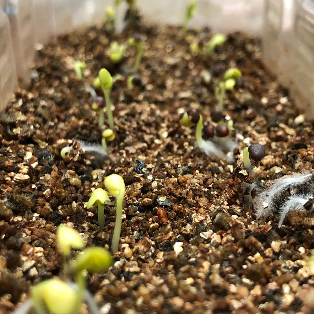 小松菜の投稿画像 By そらさん 水耕栽培とダイソーと芽が出たとダイソーの種 19月11月22日 Greensnap グリーンスナップ