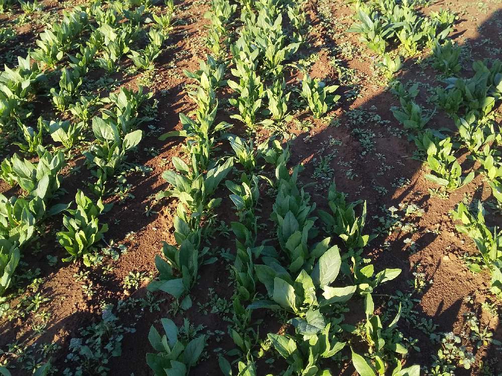 ほうれん草の投稿画像 By Agrisさん 19月11月22日 Greensnap グリーンスナップ