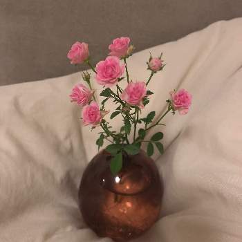 極小ミニバラ リトルウッズの画像 by 雨森すみれさん | 部屋と極小ミニバラ リトルウッズと花のある暮らし