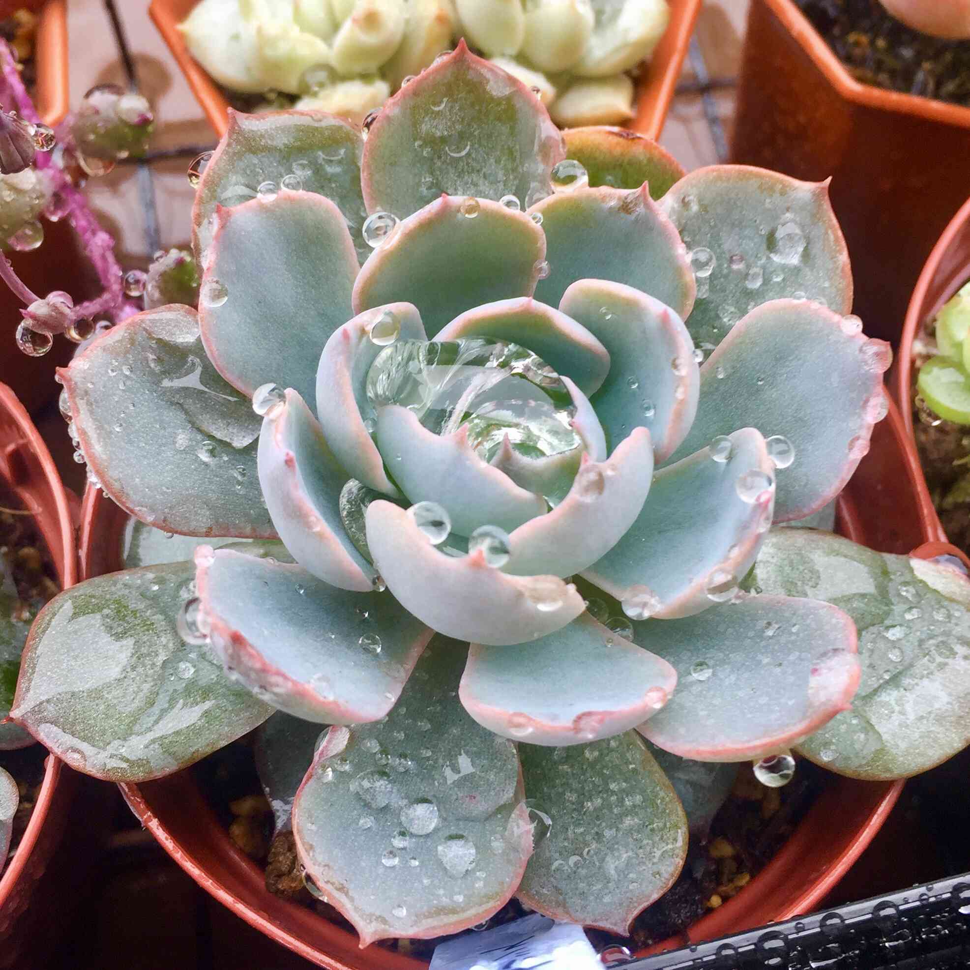 多肉植物　サブセシリス　C 163🌹🌹サブセシリス｜🍀GreenSnap（グリーンスナップ）