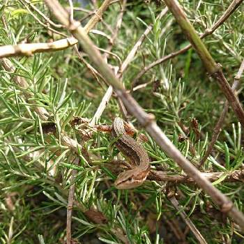 ローズマリー パッション の投稿画像一覧 Greensnap グリーンスナップ