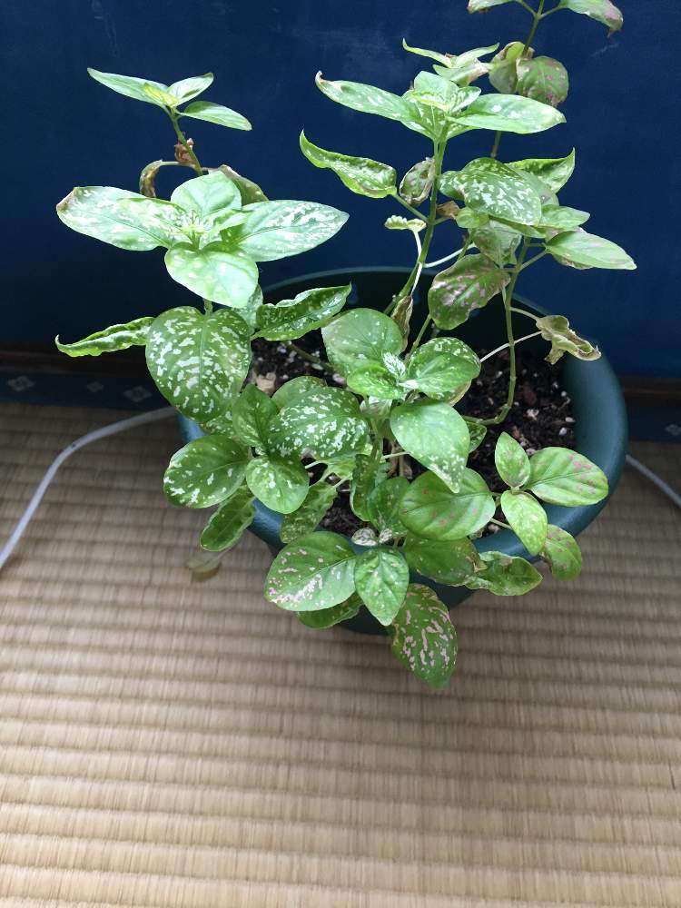 ヒポエステスの投稿画像 By あさん 19月11月23日 Greensnap グリーンスナップ