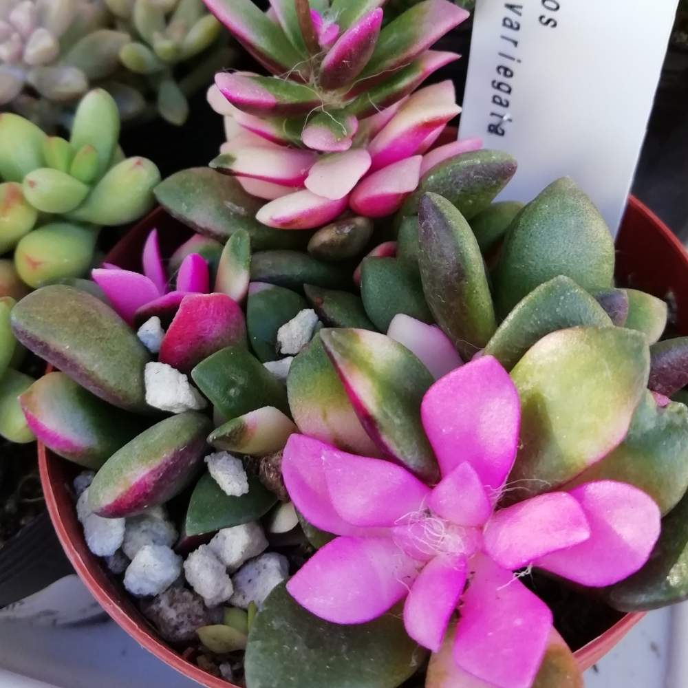 桜吹雪の投稿画像 By はなはちさん 多肉植物と鉢植えと紅葉多肉 19月11月23日 Greensnap グリーンスナップ