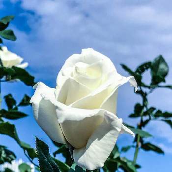 バラ パスカリの画像 by ひろりん♪さん | お出かけ先とバラ パスカリと新宿御苑とiPhone撮影とばら バラ 薔薇と花のある風景