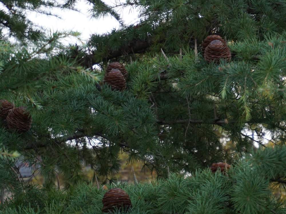 シダーローズ ヒマラヤ杉 の投稿画像 By Mayumi さん ヒマラヤ杉の松ぼっくりとかわいい子 と松ぼっくり と繋がりに感謝です とgs映えと癒しの空間とgsに感謝 とナチュラルと季節のお花と存在感 と大好きな花とシダーローズと花のある暮らしとまったりと と日常