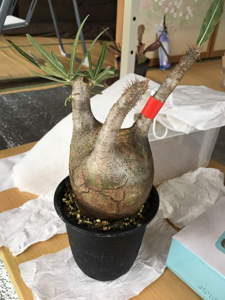 パキポディウム グラキリウスの投稿画像 By いつかさん 冬こわいとマダガスカルとセンナ メリディオナリスと多肉初心者と発根管理 19月11月23日 Greensnap グリーンスナップ