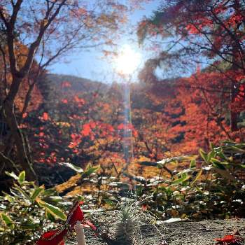 太陽に輝くの画像 by 花山院 淑衣さん | お出かけ先とエアープランツとチランジアとチランジア テクトラムとチランジアテクトラムとふわふわと自然と幻想的と森林とエアープランツ☆と太陽に輝くと自然美と赤いと紅葉（こうよう）と秋晴れと太陽の光を浴びてとあきと晴天とエアープランツ/チランジアとお出かけ先にて