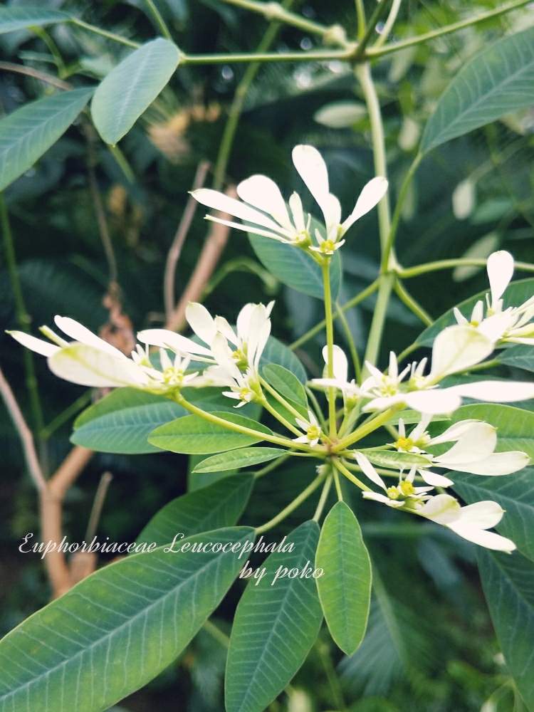 ユーフォルビア レウコケファラの投稿画像 By Pokoさん お出かけ先と熱帯雨林植物と新宿御苑と私の誕生日と温室とトウダイグサ科とかわいいと白い花と 熱帯雨林植物と新宿御苑と私の誕生日と温室とトウダイグサ科とかわいいと白い花 19月11月23日 Greensnap