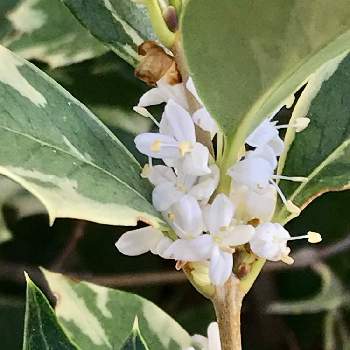 斑入りヒイラギ の投稿画像一覧 Greensnap グリーンスナップ