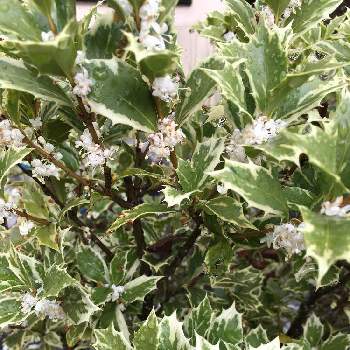 斑入りヒイラギ の投稿画像一覧 Greensnap グリーンスナップ