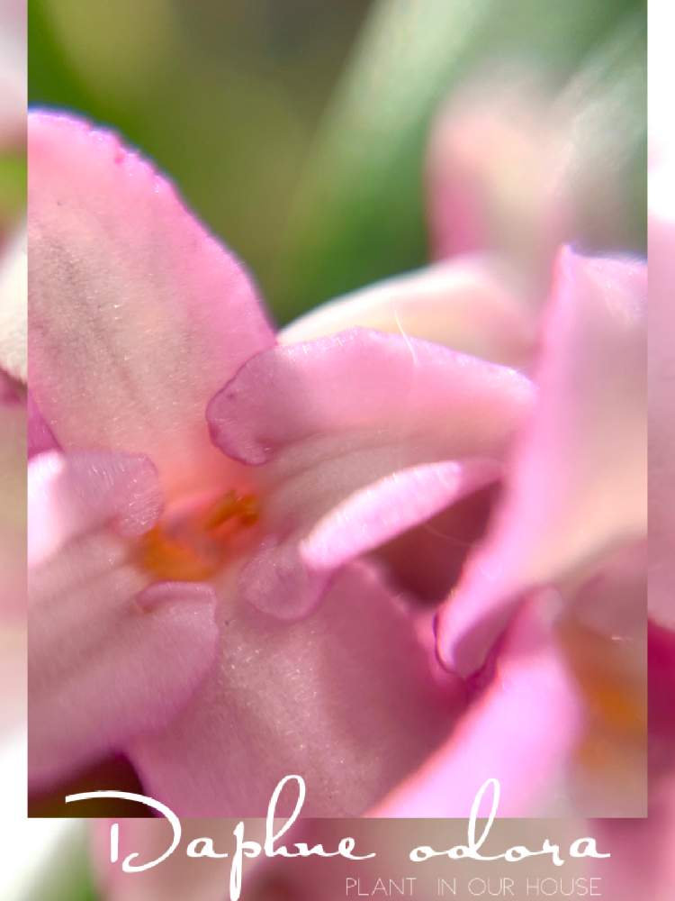 沈丁花 じんちょうげ の投稿画像 By Kane Flowerさん チンチョウゲとジンチョウゲと花のある暮らしと3月 19月11月24日 Greensnap グリーンスナップ