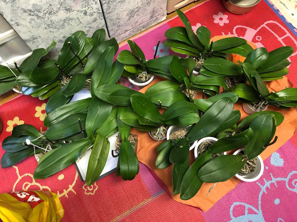 胡蝶蘭の投稿画像 By Kazuさん 花のある暮らしとベランダ菜園 19月11月24日 Greensnap グリーンスナップ