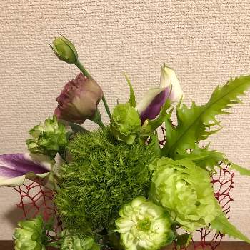 八重トルコききょうの投稿画像一覧 Greensnap グリーンスナップ