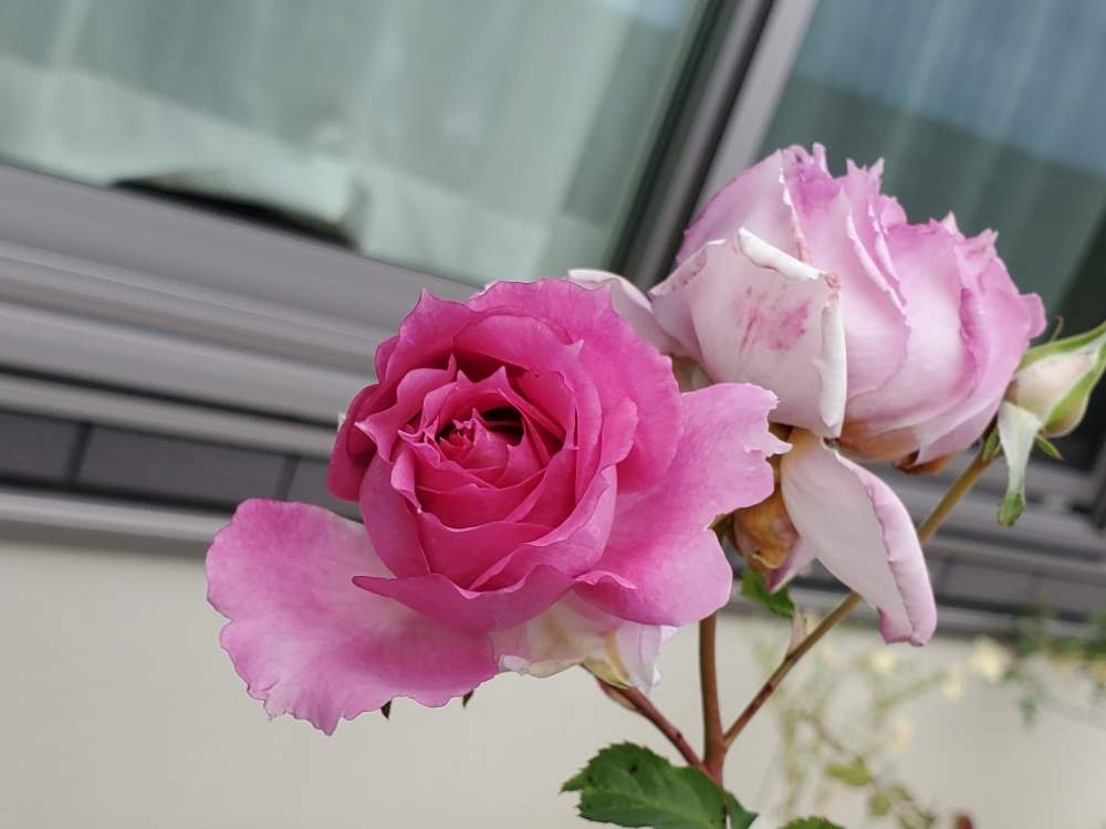 薔薇の投稿画像 By にょさん シェエラザードとバラ図鑑と秋バラとバラの家とガーデニング初心者とガーデニングと花のある暮らしとバラ ミニバラとガーデニング一年生 19月11月24日 Greensnap グリーンスナップ