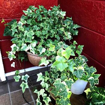 アイビーの鉢植えの投稿画像一覧 Greensnap グリーンスナップ