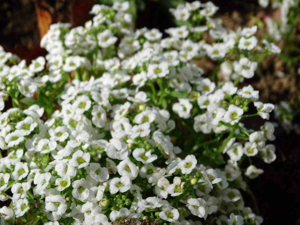 ストリートアッサムの投稿画像 By キリン君さん 平塚花菜ガーデンとお出かけ先と平塚花菜ガーデン 19月11月24日 Greensnap グリーンスナップ Greensnap グリーンスナップ ストリートアッサムの投稿画像 By キリン君さん 平塚花菜ガーデンとお出かけ先と平塚花菜ガーデン 19月11月24日 Greensnap グリーンスナップ Greensnap グリーンスナップ