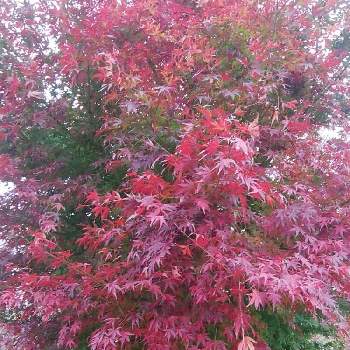 紅葉の秋の画像 by 芙蓉さん | お出かけ先と散歩と紅葉の秋