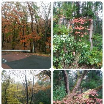 紅葉の秋の画像 by 芙蓉さん | お出かけ先と散歩と紅葉の秋