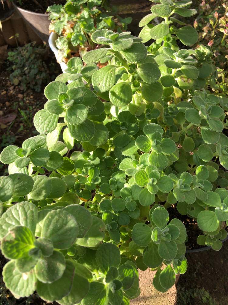 小さな庭の投稿画像 By まゆっちさん アロマティカス とがんばれ 千葉 と巨大化 とアロマティカス とみどり大好きとみどりのあるくらしと巨大化 と頑張ろう千葉とがんばろう福島とアロマティカス とがんばれ 千葉 と巨大化 とアロマティカス とみどり