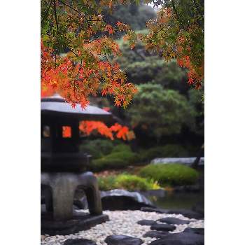 東京都北区の画像 by nesoさん | 紅葉とハゼとイロハ紅葉とかえでの紅葉とイロハモミジと東京都北区とローカルカメラマンかな？！（笑）とFoveonと紅葉（こうよう）と旧古河庭園とボタニカルスポット2019秋