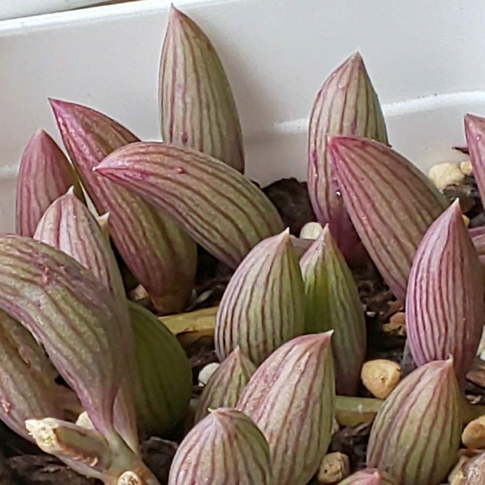 077 アーモンドネックレスの生長記録 22 06 09更新 Greensnap グリーンスナップ