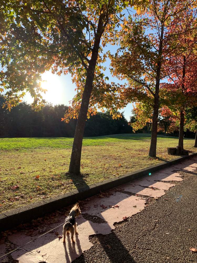 お出かけ先の画像 by ゆずこ2さん | お出かけ先と三木山森林公園とかわいいなぁと全体像と頑張れ！とたくさん楽しもうねと元気になりたいと美しいと花のある暮らしとお散歩とかわいいなとかわいいねとシニア犬と過ごすとわんこと一緒と秋好きとたのしみー