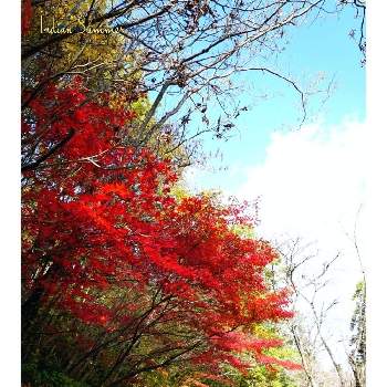 関市の画像 by toshi722さん | お出かけ先と小春日和と関市と岐阜県百年公園と岐阜県と紅葉（こうよう）と秋晴れと里山とあきと遊歩道と百年公園散策日記