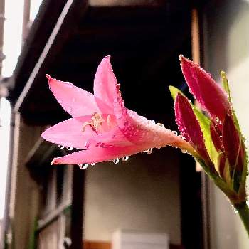 クリナム属の投稿画像一覧 Greensnap グリーンスナップ